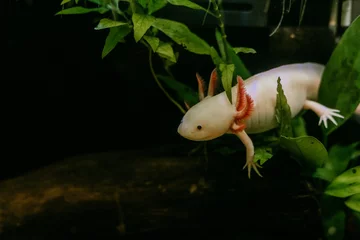 Fotobehang Minecraft Pink axolotl swimming around in a natural planted freshwater tank (Ambystoma mexicanum)  © rsaggin