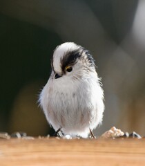 The long-tailed tit (Aegithalos caudatus), also named long-tailed bushtit in the bird feeder.
