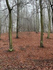 Buchenwald im Herbst