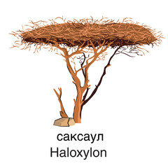Saxaul. Haloxylon. Vector. White background