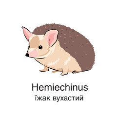 
Eared hedgehog on a white background