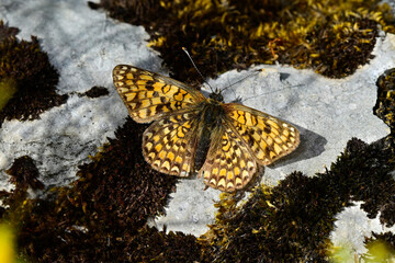 Knapweed fritillary // Flockenblumen-Scheckenfalter (Melitaea phoebe) - Montenegro © bennytrapp