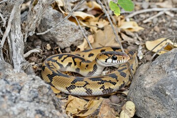 Fototapeta premium Galapagos Racer Snake