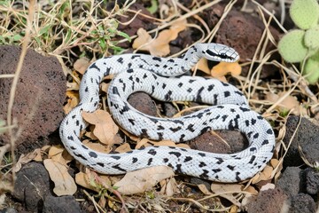 Fototapeta premium Galapagos Racer Snake