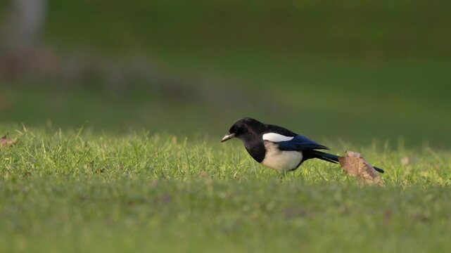 plan vid&eacute;o id&eacute;ale pour reportage animalier, changement de plan, transition de plan, avec une pie bavarde cherchant sa nourriture avec malice en hiver dans un parc verdoyant, avec zoom arri&egrave;re