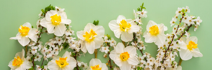 Festive banner with spring flowers, white daffodils and flowering cherry branches on a light green...