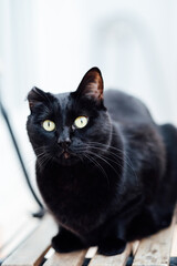 Close-Up of a Black Cat with Bright Yellow Eyes on Wooden Surface