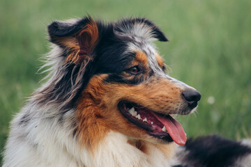An Australian Shepherd exploring the natural landscape, moving through vibrant greenery. The intelligent and energetic dog captures a moment of curiosity and adventure in the great outdoors.