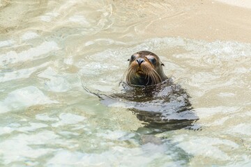 Naklejka premium Galapagos Sea Lion Playing