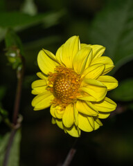 bright yellow flower showcasing its intricate petals and vividly textured center. The soft focus on the lush green background enhances the flower's radiant beauty