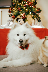 Adorable samoyed puppy under christmas tree purebred sleding dog 