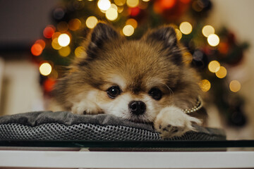 Adorable pomeranian puppy under christmas tree purebred spitz