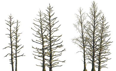 Obraz premium dry mossy leafless swamp Metasequoia glyptostroboides tree frontal set isolated png on a transparent background premium cutout (Dawn Redwood)