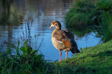 An adult female Nile or Egyptian goose (Alopochen aegyptiaca) stands near a pond on a sunny day