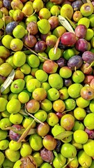 A close-up of freshly harvested green and purple olives with leaves and twigs, showcasing their natural texture and vibrant colors.