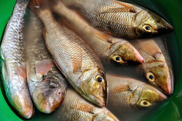 Freshly caught fish floating in water inside a green bucket, showcasing golden scales and vibrant eyes.