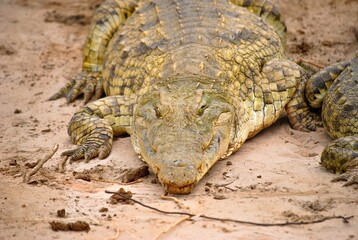 Close-up of a crocodile resting on sandy ground, showcasing rough scales and sharp claws. Its earthy tones blend with the sand, highlighting its natural camouflage and reptilian texture.