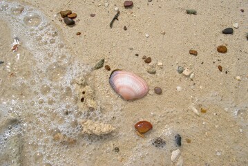 A single pink seashell on sandy beach surrounded by small pebbles, coral fragments, and foam from gentle ocean waves.