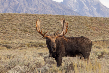 Bull Moose in the rut in Grand Teton National Park Wyoming in Autumn