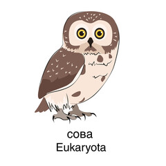 Eukaryota.  Vector. White background. Owl