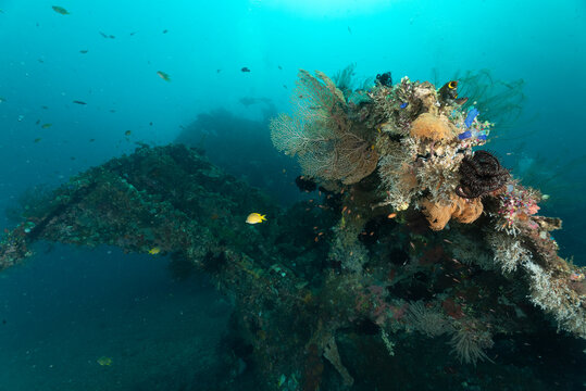 Relitto del Liberty, Tulamben, Bali, in primo piano crinoidi, ascidie, celenterati e una gorgonia