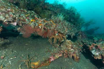 Relitto del Liberty, Tulamben, Bali ricoperto da coralli e spugne e con molti pesci tropicali © Massimo