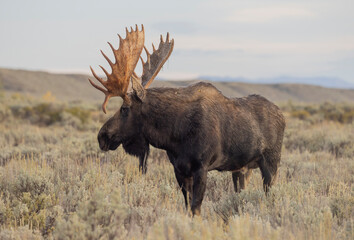 Bull Moose in the rut in Grand Teton National Park Wyoming in Autumn
