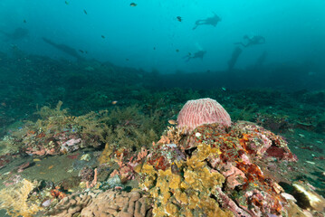 Relitto del Liberty, Tulamben, Bali, in primo piano coralli duri e una grande spugna rossa, sullo sfondo sub © Massimo