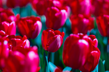 Red Tulips. Amazing bright Crimson Scarlet tulip flowers blooming in the garden at sunny spring day. Red Maroon, Ruby tulips in the park. Spring landscape. Field of tulips. Spring flowers.