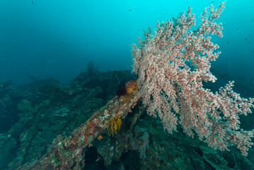 Relitto del Liberty, Tulamben, Bali, In primo piano un grande alcionaceo rosa del genere dendronephthya  ed intorno crinoidi, spugne e pesci tropicali © Massimo