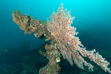 Relitto del Liberty, Tulamben, Bali, In primo piano un grande alcionaceo rosa del genere dendronephthya  ed intorno crinoidi, spugne e pesci tropicali © Massimo