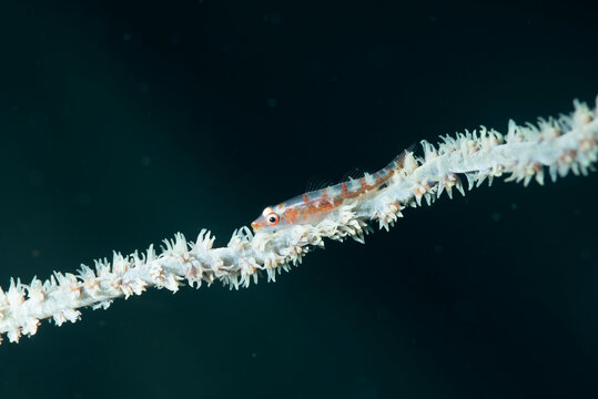 Gobide del genere Bryaninops su corallo a frusta