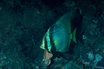 Platax pinnatus, noto anche come pesce pipistrello longfin, pesce pipistrello pennato