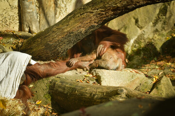 The baby orangutan is playing with its mother in the zoo. Baby animals in the zoo playing. © doda