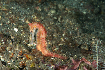 Hippocampus histrix, cavalluccio marino spinoso su sabbia nera vulcanica , Bali