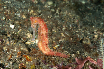 Hippocampus histrix, cavalluccio marino spinoso su sabbia nera vulcanica , Bali