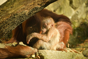 The baby orangutan is playing with its mother in the zoo. Baby animals in the zoo playing. © doda