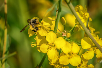 Trzmiel na kwiatach rzepaku. © Janusz Lipiński