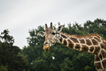 The giraffe walking around its enclosure on safari. Free-roaming animals in the safari park.