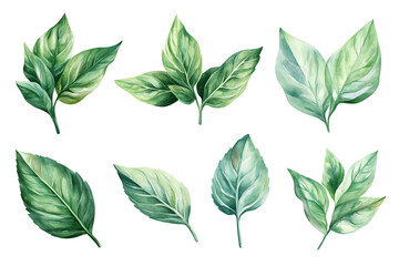 Set of mint leaves isolated on white background
