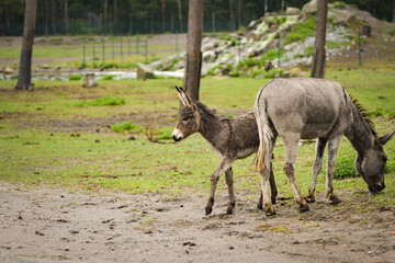 Donkey walking around its enclosure on safari. Free-roaming animals in the safari park.	
