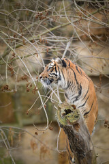 Asian tiger is going in zoo habitat. He is waiting for animal caretaker.