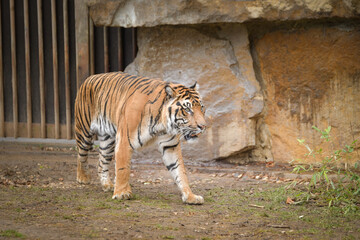 Asian tiger is going in zoo habitat. He is waiting for animal caretaker.