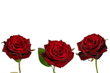 Beautiful red rose isolated on white background.