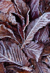 gefrorenes Laub auf dem Boden