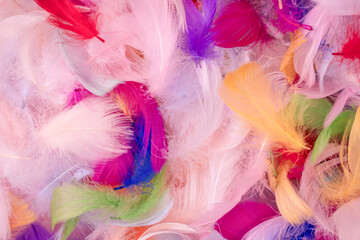 Colorful feather background, top view.