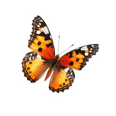 Obraz premium Butterfly on transparent background
