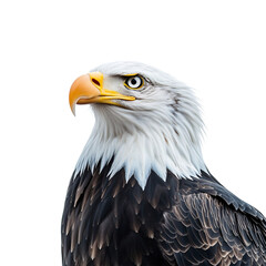 Obraz premium Bald eagle isolated on transparent background