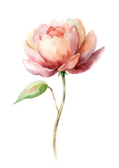 Beautiful watercolor flower, delicate pink petals, botanical illustration, nature art, floral design, soft colors, elegant style.