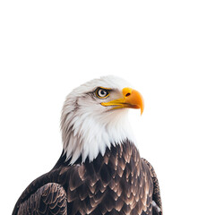 Bald eagle isolated on transparent background
